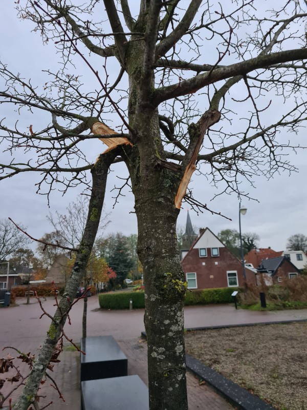 Vernieling boom bij Nij Franjum + update